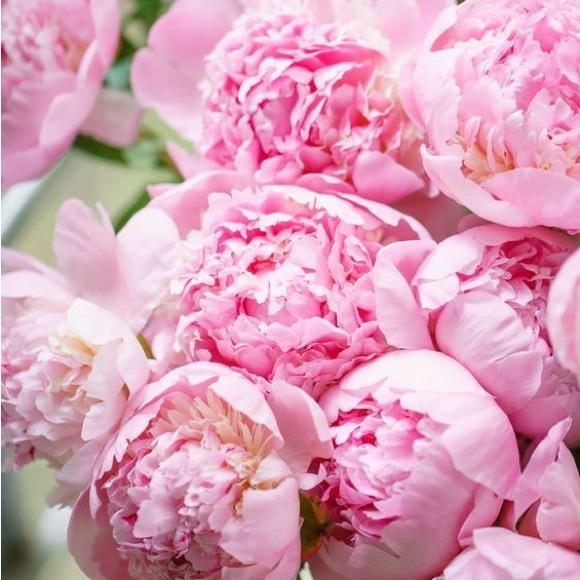 pinkestpeonies7
